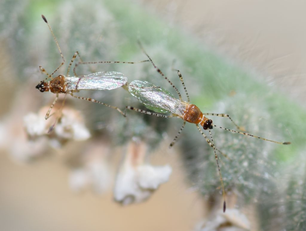 Berytidae: Gampsocoris punctipes pallidus Hoberlandt, 1951